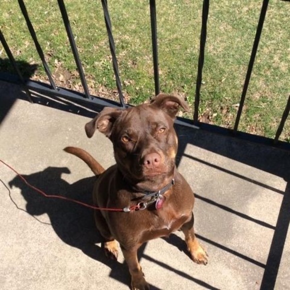 Meet your Posher, Chuck - Picture 1 of 1